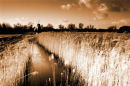 wicken fen sepia